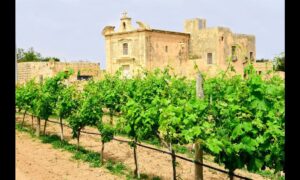 Malta para los amantes del vino: un recorrido por la historia vinícola de la isla