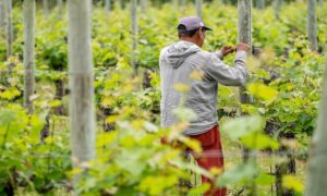El paro cae un 1,3% en junio