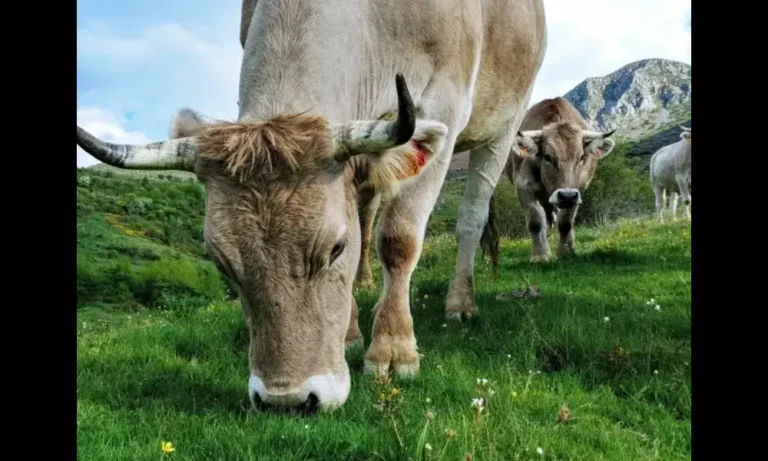 La Familia Álvarez deja el sector cárnico con la venta de Valles del Esla