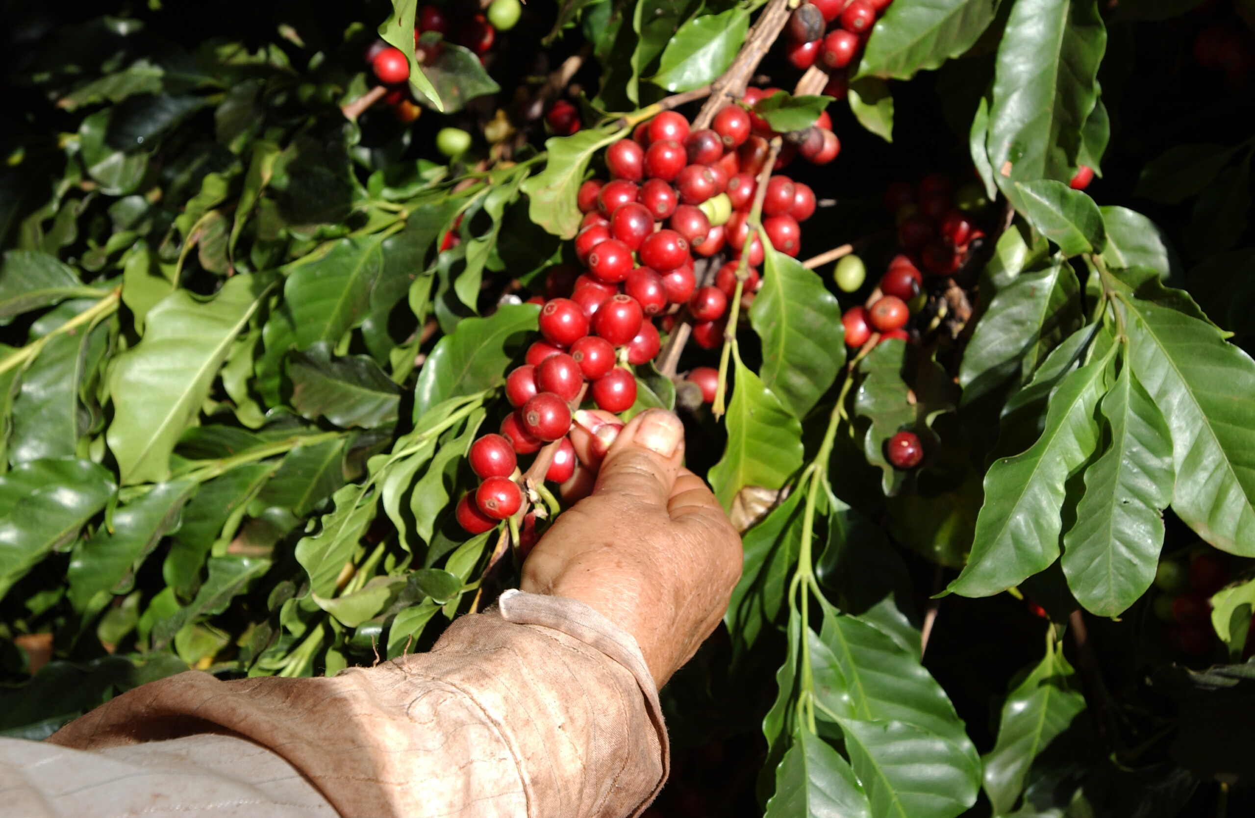 Los Campeones de la Sostenibilidad: illycaffè 2 illycaffè