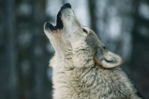 Lobo aullido