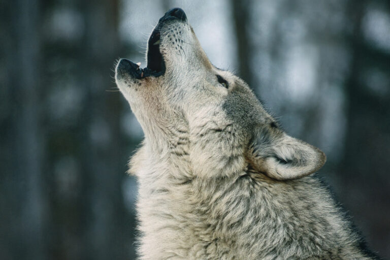Lobo aullido