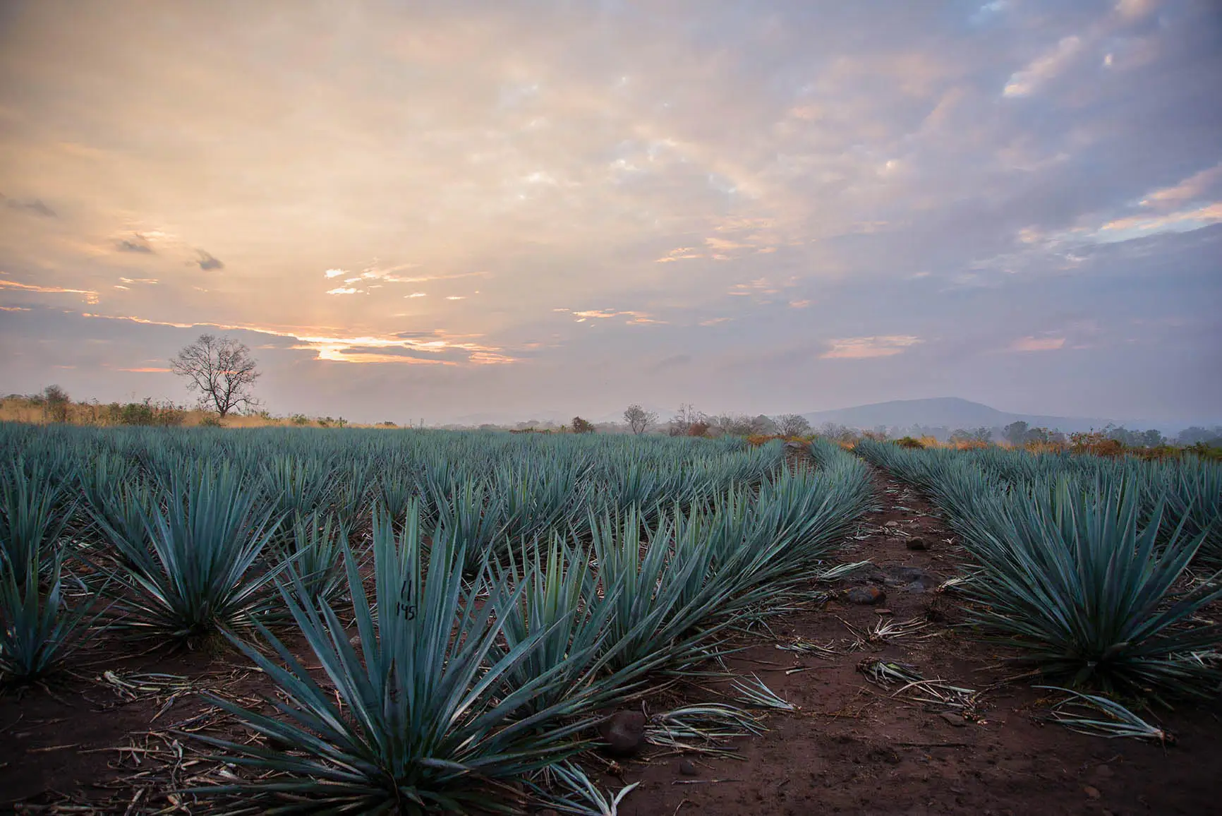 Ricardo Hernández (Diageo): Cheers al progreso 2 Diageo promueve prácticas agrícolasde riego eficiente, como el riego por
goteo en cul tivos de agave, y mantiene
su compromiso de reponer más agua
de la que utiliza en z onas con estrés
hídrico